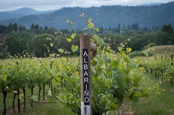 Abacela Albarino Vineyard Row