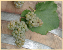 Abacela Albarino Grapes