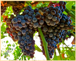 Abacela Grenache Grapes