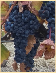 Abacela Tannat Grapes