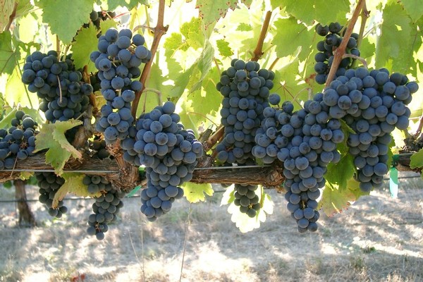 Abacela Tempranillo Grapes