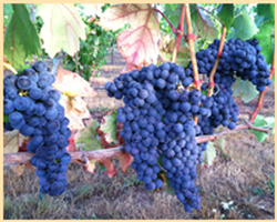 Abacela Tempranillo Grapes 2