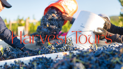 Vine to Wine Harvest Tour