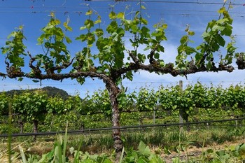 Abacela Grenache Vine