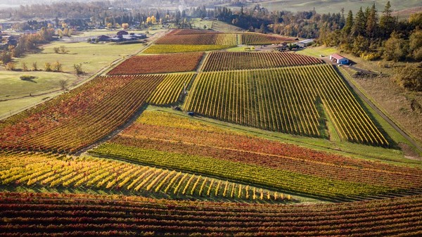 The Middles Vineyard