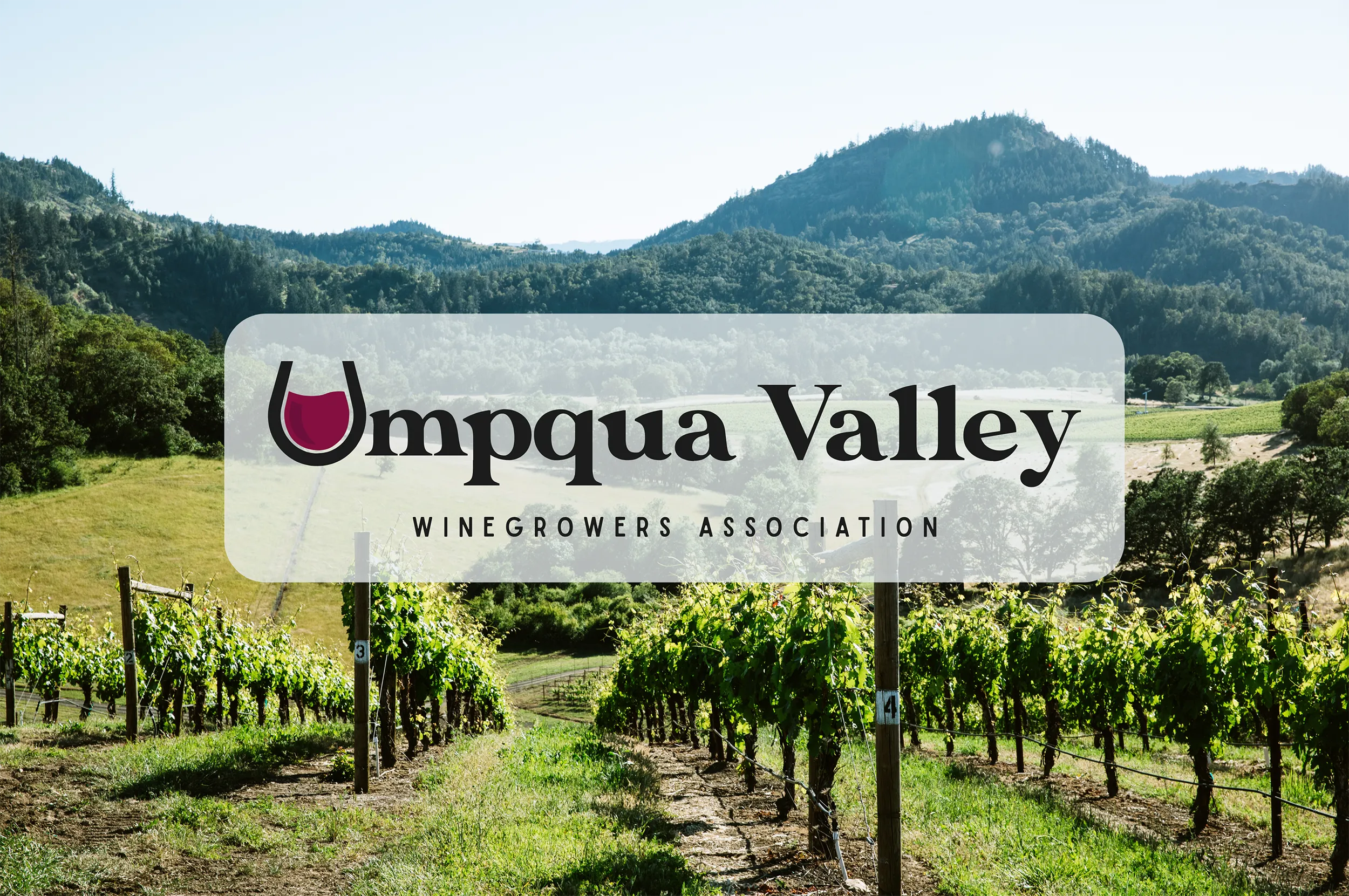 Vineyard in the Umpqua Valley