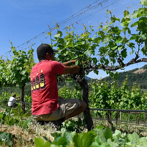 Person Working in the vineyard thumbnail
