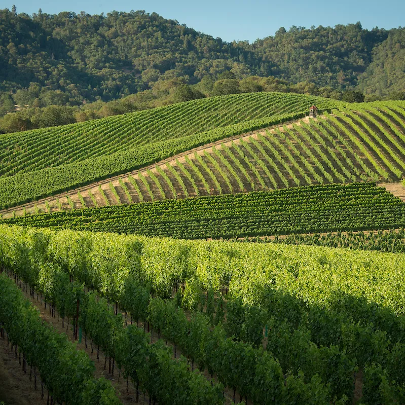 Abacela Vineyard thumbnail