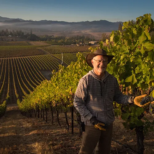 Earl Picking Grapes in the VIneyard thumbnail
