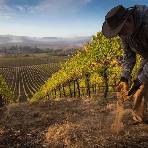 Earl Picking Grapes in the VIneyard thumbnail