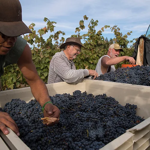 Harvesting Grapes at Abacela thumbnail