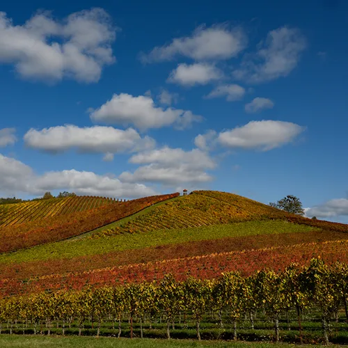 Abacela Vineyard thumbnail