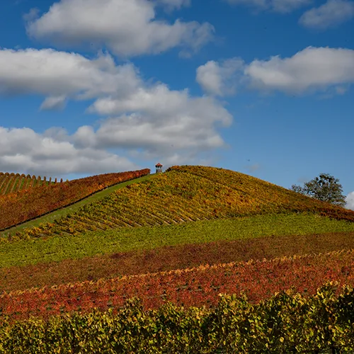 Abacela Vineyard thumbnails
