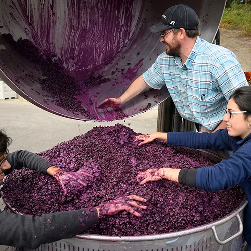 Harvesting Grapes at Abacela thumbnail