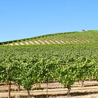 Abacela Vineyard thumbnail